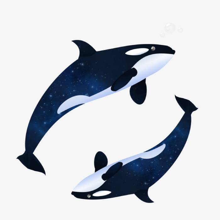 Mẫu hình in áo lớp cá voi độc đáo 